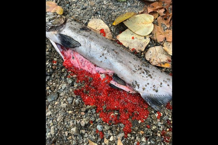 web1_dead-salmon-print.jpg 图片