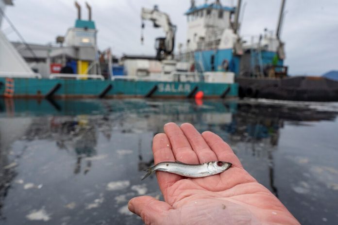 dead_herring_in_palm-clayoquot_action_1.jpg 图片