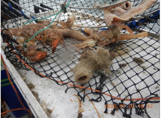 卑诗玻璃海绵保护区内捕虾 船长被罚万