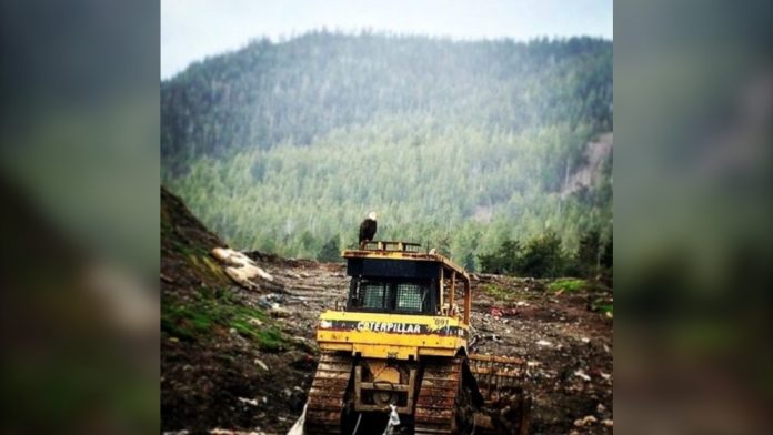 prince-rupert-landfill-eagle-1-6792530-1709421017762.jpg 图片