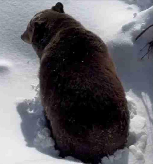 超萌 BC省滑雪场灰熊冬眠醒来钻出雪洞的瞬间