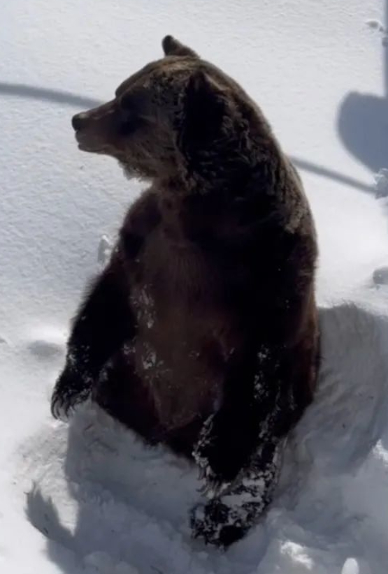 超萌 BC省滑雪场灰熊冬眠醒来钻出雪洞的瞬间