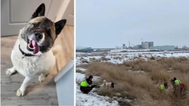 加国男子陷泥地两天后获救 英雄是这只秋田犬
