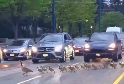 geese-X 图片