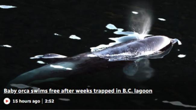 被困一个月 小虎鲸终于游出BC泻湖