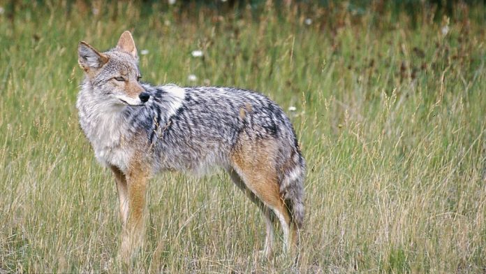 coyote 图片