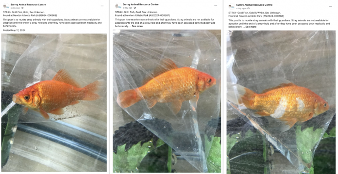goldfish 图片
