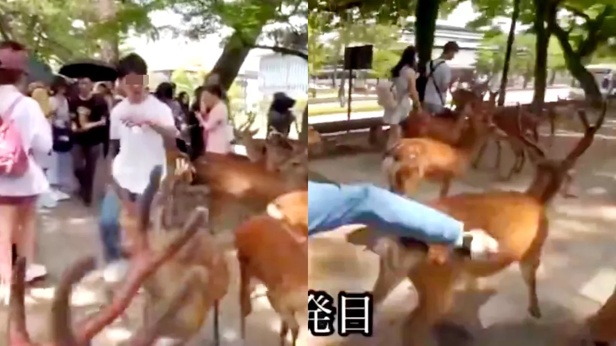 视频传中国游客追打奈良鹿 日网民怒吼“逮捕他！"