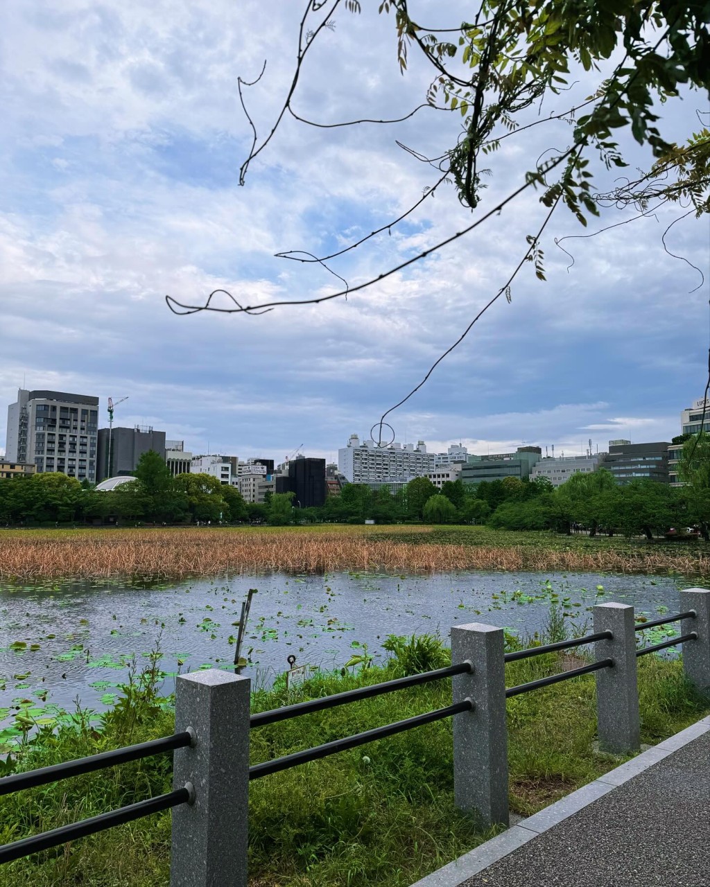 何超云与未婚夫Douglas漫步上野公园。 何超云与未婚夫Douglas漫步上野公园。