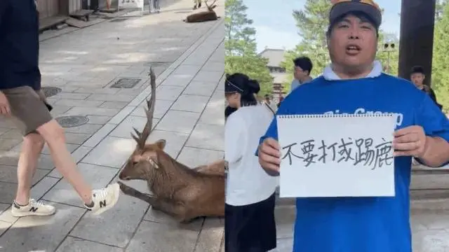 中国游客因“踢”鹿被日本人狂骂,一直笑着说sorry