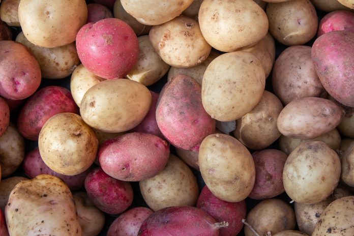 potatoes-6399454_1280.jpg 图片