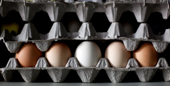 EGG 图片