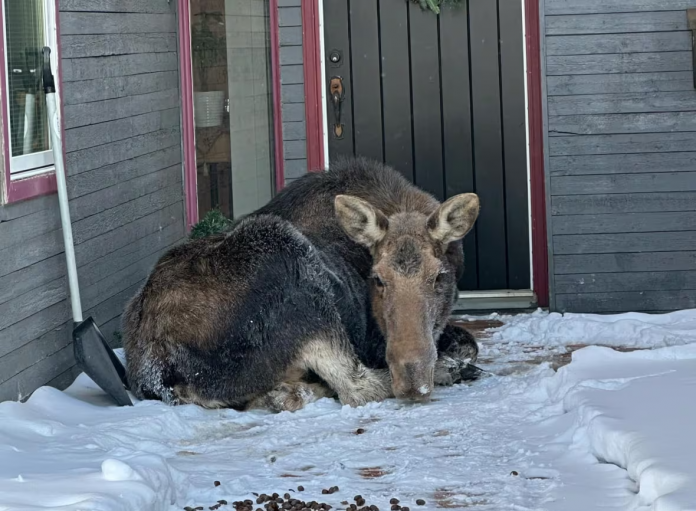 moose1 图片
