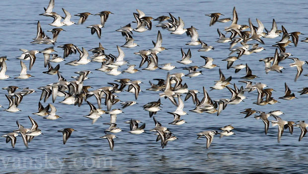 191128070041_sanderlings-flying-along-atlantic-coast-sherri-obrien-620.jpg