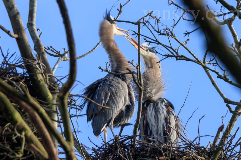 200301001826_herons.jpg