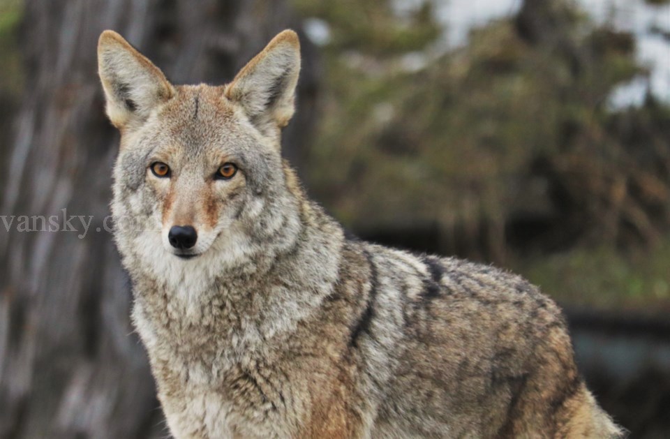 210906214226_coyote1-crop.jpeg